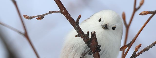 菊花蕪＠病みびと故不定期投稿さんの壁紙画像