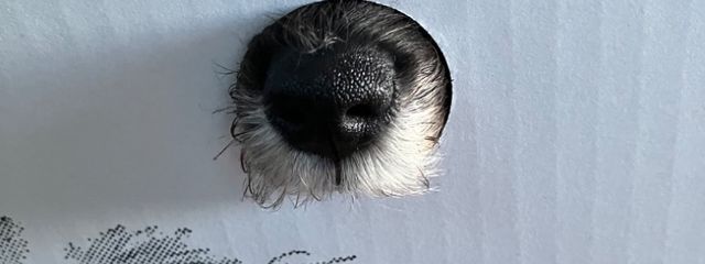 猫さんの壁紙画像
