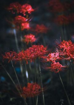 葬儀屋に恋をしてしまったから