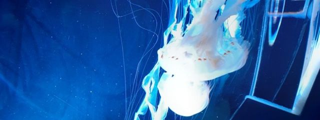 陽菜/鈴菜と心陽！@フォロバ100さんの壁紙画像