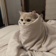 comugiさんのアイコン画像