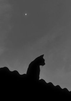 無 理 情 緒 . - 2026ver. -