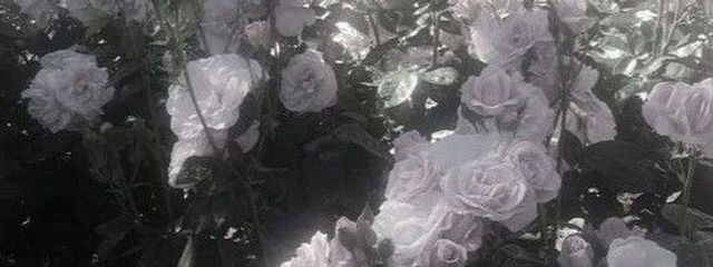 ﾐﾅﾄ ﾗﾝ｡さんの壁紙画像