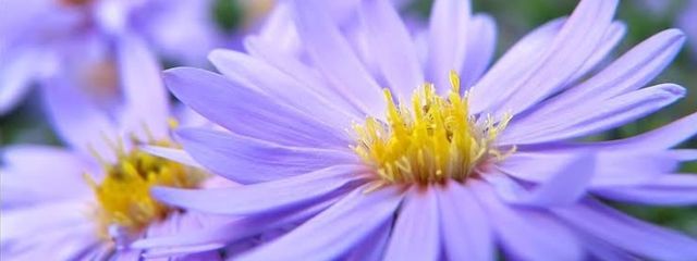 紫空　紫苑さんの壁紙画像