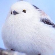 雲雀さんのアイコン画像