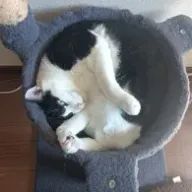 クリーカーさんのアイコン画像