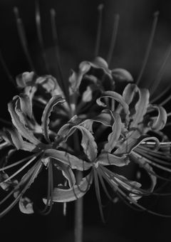 【2j3j】鏡の向こう側は彼岸花が咲き乱れる花園でした。