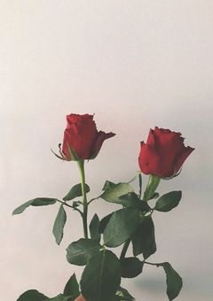 VS._あなたの推しは誰ですか？