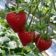 のんたったさんのアイコン画像