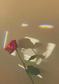 私には選べない【読者様参加型】