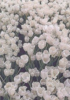 嵐__｡❁﻿