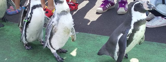 咲也さんの壁紙画像