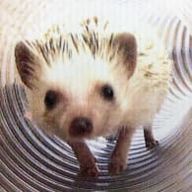 ごまだんごさんのアイコン画像