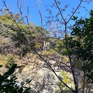 ぴねさんのアイコン画像