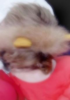 🌈  うえすと .  たんぺんしゅ  ~    🔞