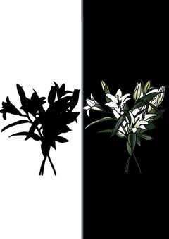 黒い百合が白い百合に変わる時