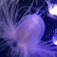 ピッッザ🍕さんのアイコン画像