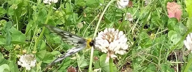 ☪︎猫宮兎　翠蓮🐾໊ฅ^•ω•^ฅさんの壁紙画像