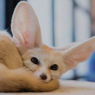🦊ྀི🐾さんのアイコン画像
