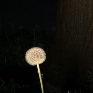 リンさんのアイコン画像