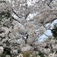 すしさんのアイコン画像