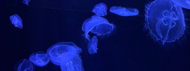 ksさんの壁紙画像