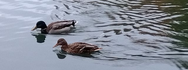 ✡三鹿 戎　@鹿でふ ＠低浮上さんの壁紙画像