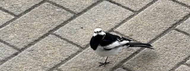 トロピカルメス豚ゴリラ(好きな人に名付けられた)さんの壁紙画像