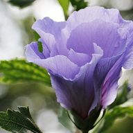斉川蒼さんのアイコン画像