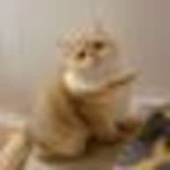 れいしょうさんのアイコン画像