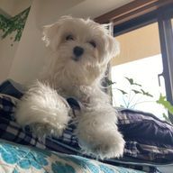 prunusさんのアイコン画像