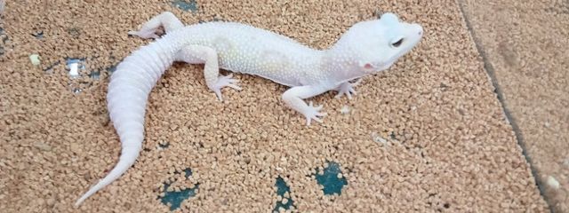 爬虫類オタクさんの壁紙画像