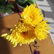 kozuさんのアイコン画像