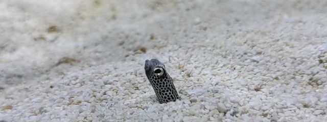 ありあずさんの壁紙画像