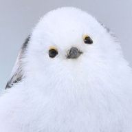 凡人Nさんのアイコン画像