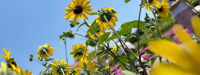 とりゅふ　/　フォロバ✊´-　相模 蓮さんの壁紙画像