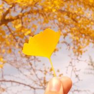 さーちゃんさんのアイコン画像