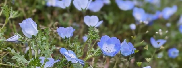 aozora.🐥🌀さんの壁紙画像