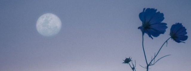 十六夜みこ_🥀𓈒𓏸 @ペア画 さんの壁紙画像