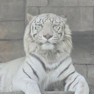 アイリン＠人狼の仲間#隼海奏音 転生済さんのアイコン画像