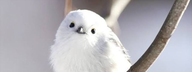 Yuu🕊🌿さんの壁紙画像