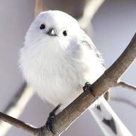 Yuu🕊🌿さんのアイコン画像