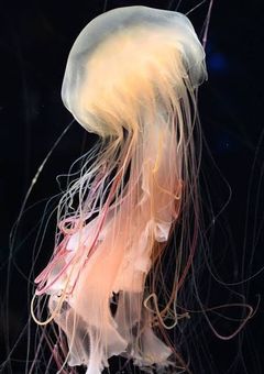 少女はクラゲになりたくて