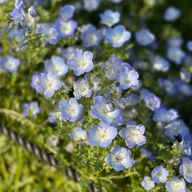 るるうさんのアイコン画像