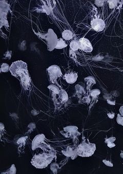 11人に恋された1人の殺し屋