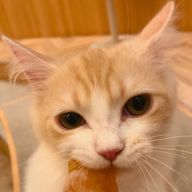 ゆあさんのアイコン画像