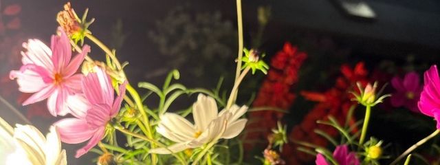 つきさんの壁紙画像