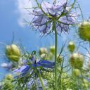 あいすくりーむ