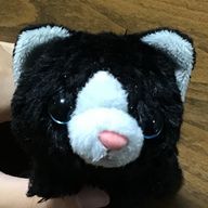 そこらの猫好き フォロバ率100%さんのアイコン画像