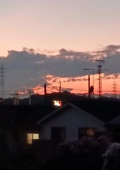 実写や画像
